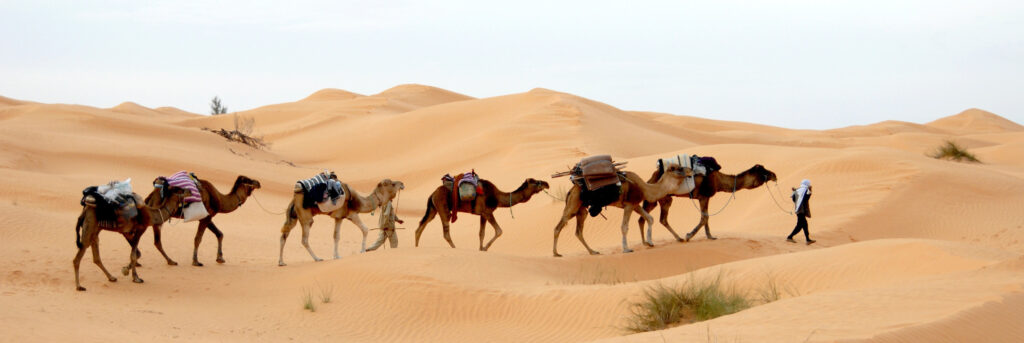 Karawane in der Sahara (Herbert Bieser)